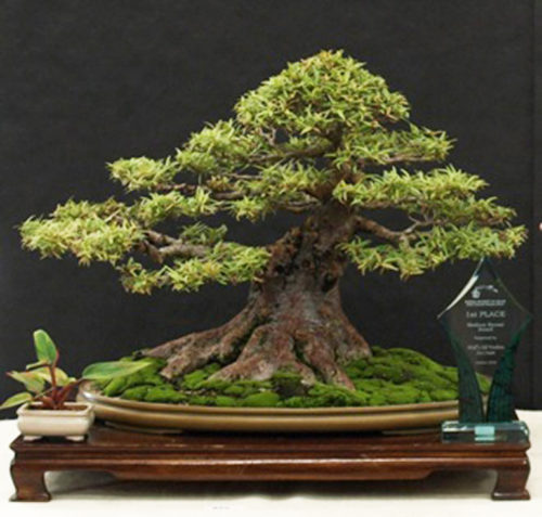 A Bonsai Life | Bonsai Bark