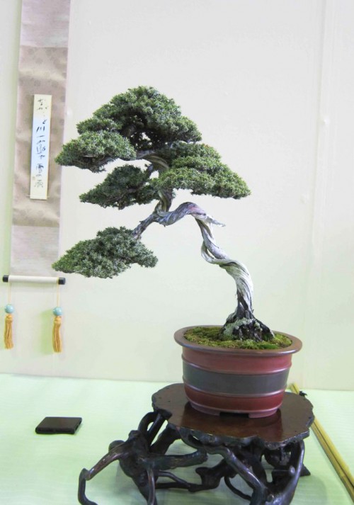 Circling Back to Needle Junipers | Bonsai Bark