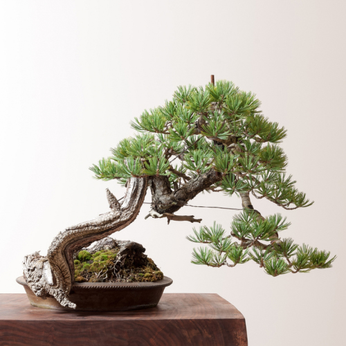 Bonsai Mirai, Yamadori & Why You Should Visit Portand this September ...