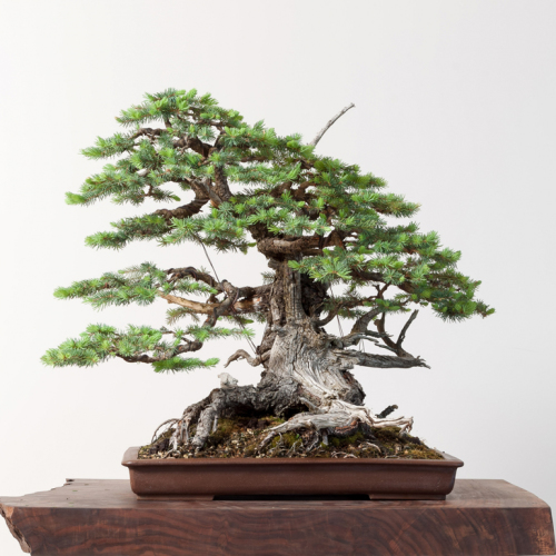 Bonsai Mirai, Yamadori & Why You Should Visit Portand this September ...