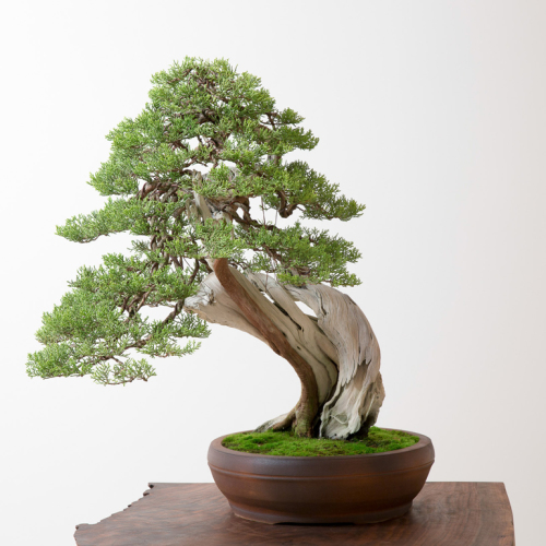 Bonsai Mirai, Yamadori & Why You Should Visit Portand this September ...