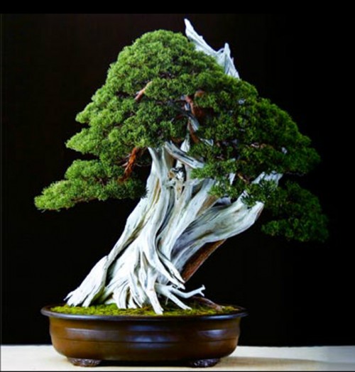 A Quick Study in Deadwood | Bonsai Bark