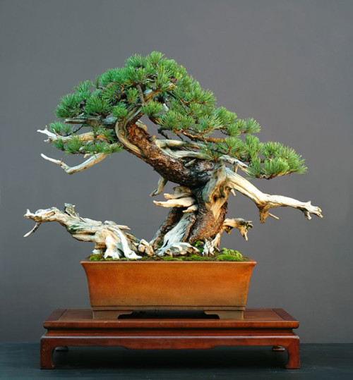 Pine Bonsai, Past & Present | Bonsai Bark