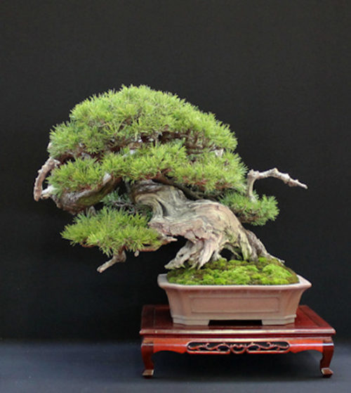 More Spectacular Full-bodied Bonsai From Europe 