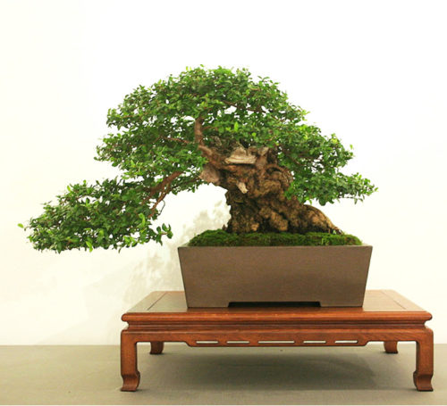 Meandering Myrtles | Bonsai Bark