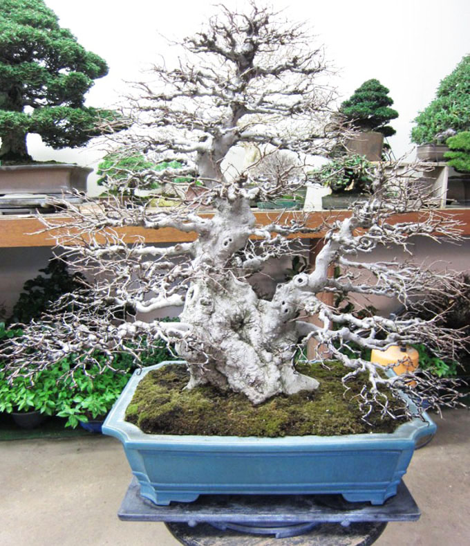 In Search of the Perfect Nebari  9 Bonsai  Bark