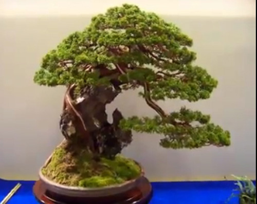 Masters’ Bonsai Gallery: Let’s Rock! | Bonsai Bark