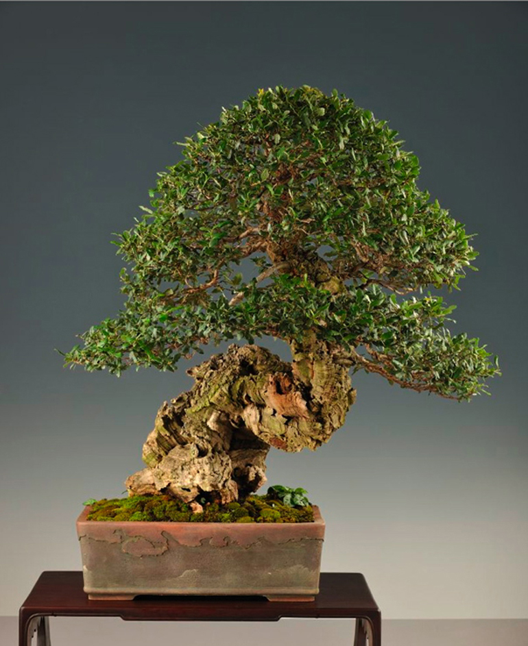  Bonsai  Is Both the Tree the Pot  and we know that 
