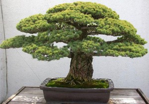 Revisiting a Famous Old Pine | Bonsai Bark