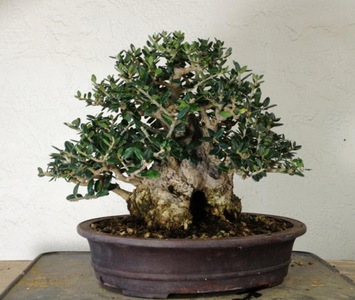 A Boon to Bonsai | Bonsai Bark