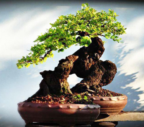 Is This Really One Tree in Two Pots? | Bonsai Bark