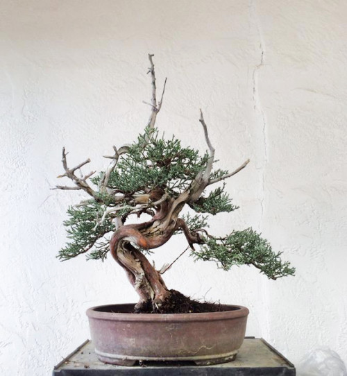 Choosing the Right Bonsai Pot – Oval or Rectangle? | Bonsai Bark