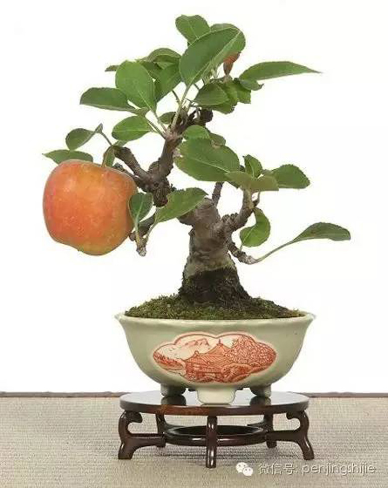 Fruiting & Flowering Bonsai Bonsai Bark