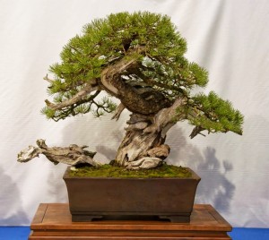 Bonsai Stock & Increasingly Severe Restrictions | Bonsai Bark