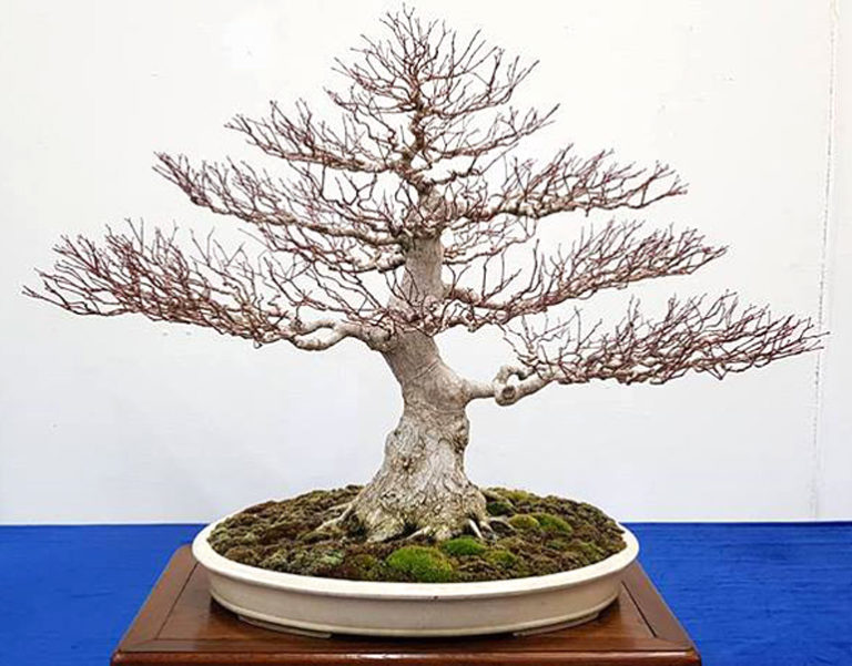 Korea Bonsai Artists Exhibition | Bonsai Bark