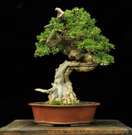 Naturally Dramatic Bonsai | Bonsai Bark