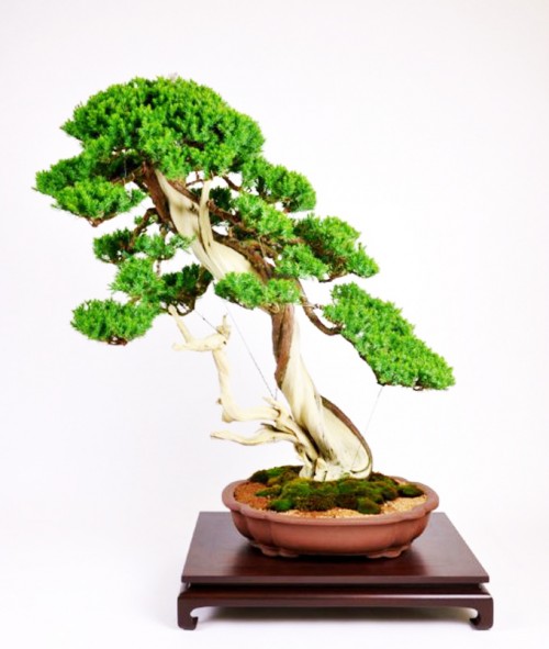 What Happens When an Artist Tries His Hand at Bonsai? | Bonsai Bark