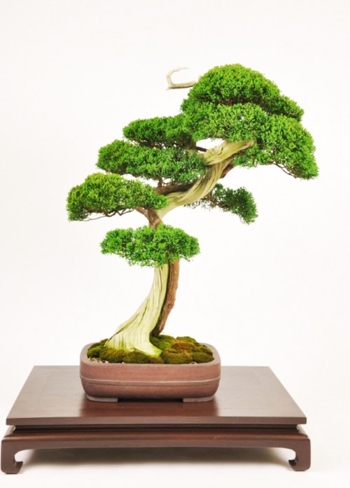 What Happens When an Artist Tries His Hand at Bonsai? | Bonsai Bark