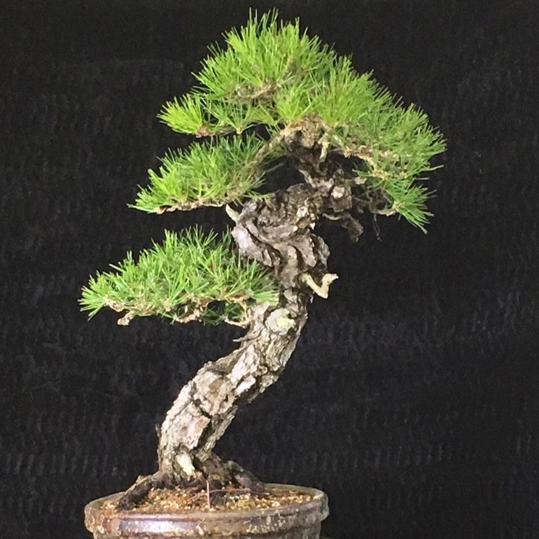 pine2