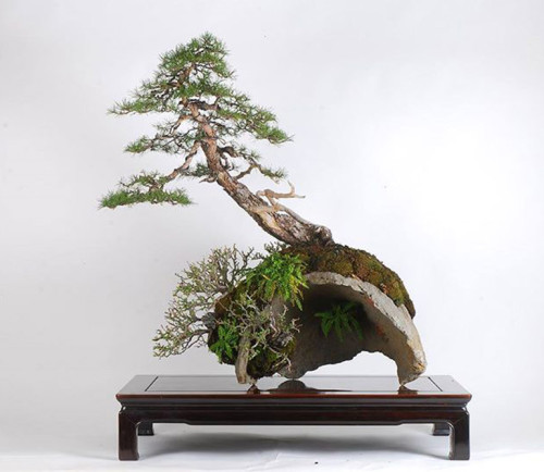 Elevating a Root-on-Rock Bonsai – Stone Lantern