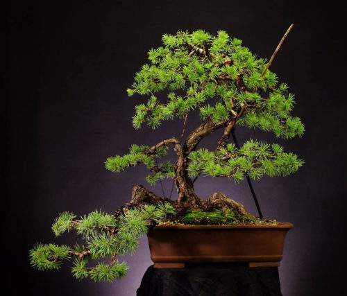 Beautiful Bonsai – Before & After Scots Pine | Bonsai Bark