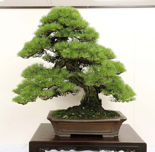 Kokufu & the Upcoming 2012 U.S. National Bonsai Exhibition | Bonsai Bark