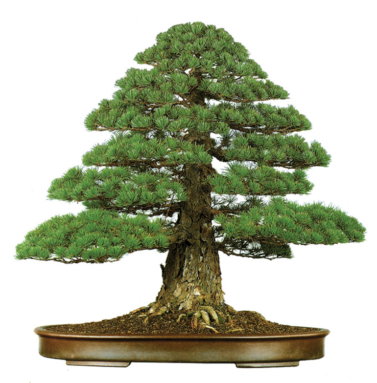 pineformal
