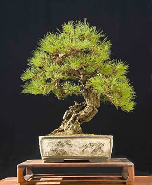 Pine Bonsai – A Less Common Cousin | Bonsai Bark