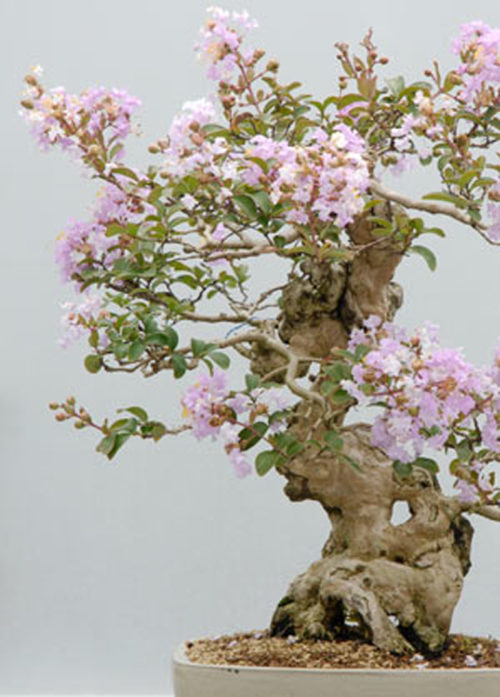 pink-bonsai