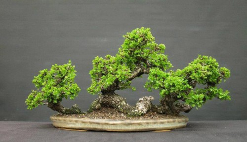 Bonsai Rafting One Year Later | Bonsai Bark