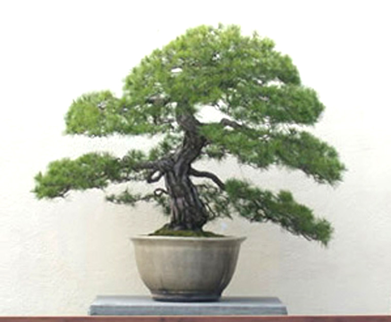 皇居の盆栽 THE IMPERIAL BONSAI OF JAPAN+apple-en.jp