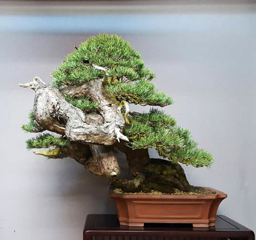 Magnificent Monster Scot’s Pine | Bonsai Bark