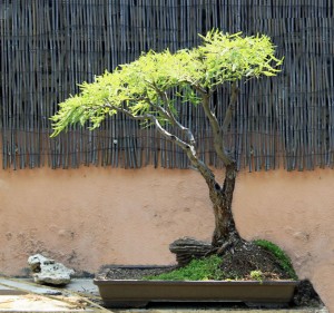 Robert’s Bonsai Safari | Bonsai Bark