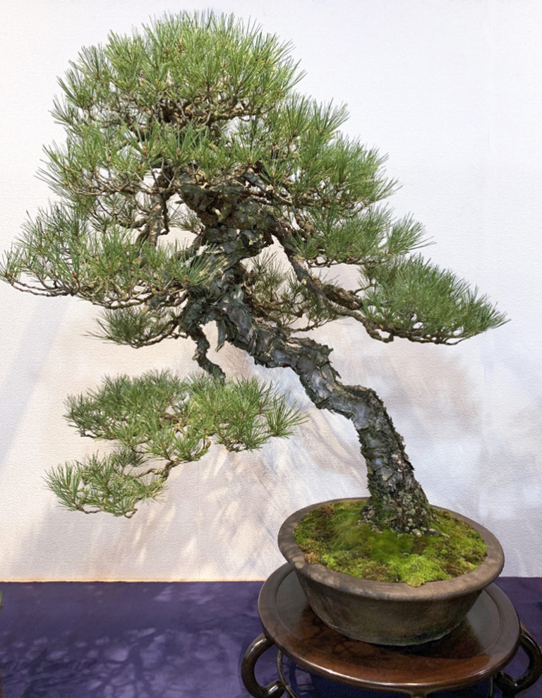 Pine Bonsai, Past & Present | Bonsai Bark