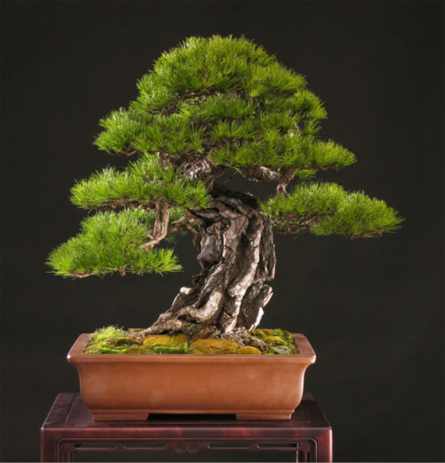 Pine Bonsai – A Less Common Cousin | Bonsai Bark