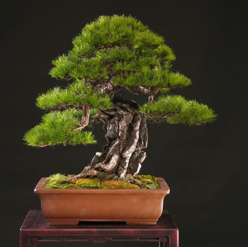 Outstanding Japanese (Korean?) Red Pine Bonsai | Bonsai Bark