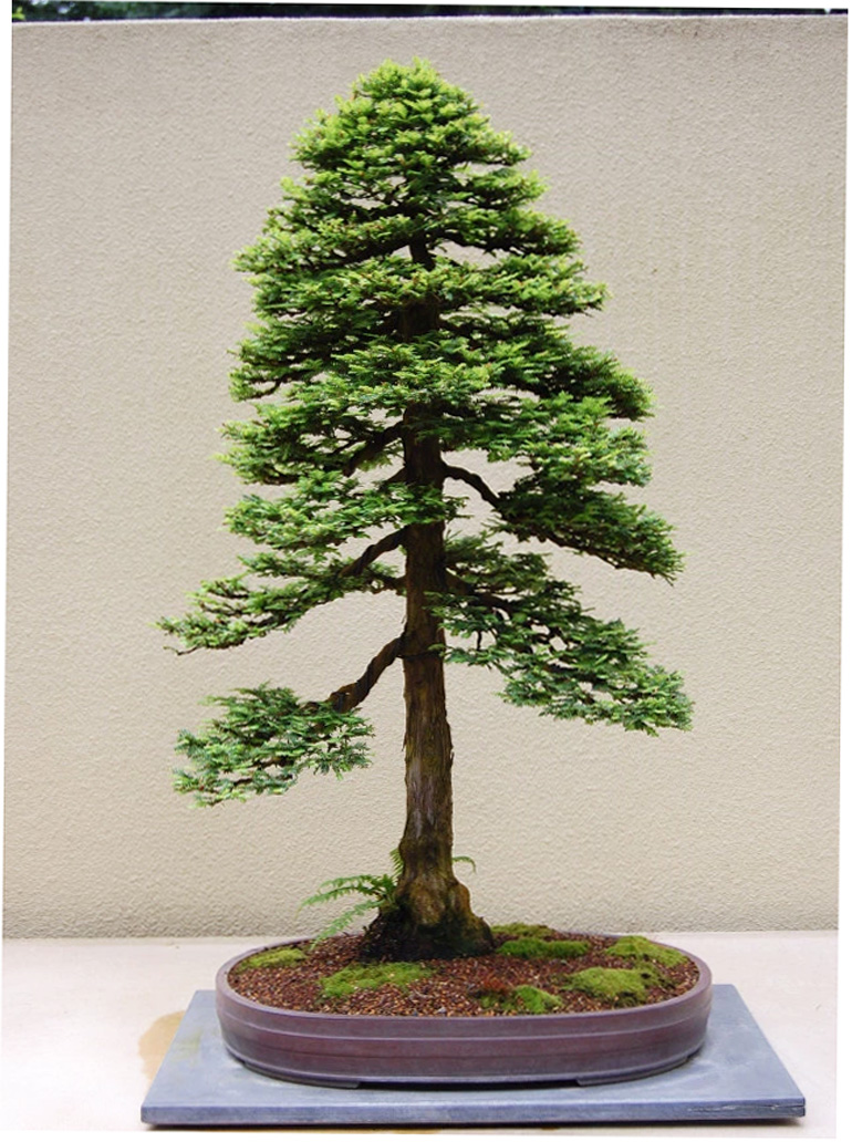 Best Bonsai Redwood Tree  The ultimate guide 