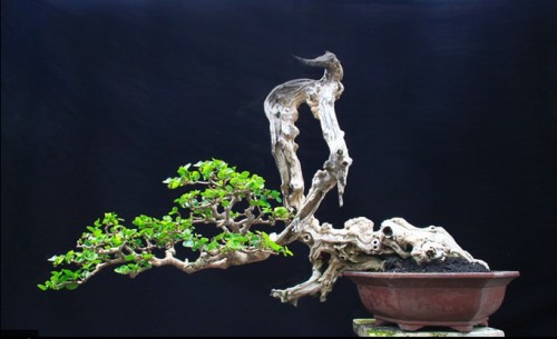 Culture & Local Bonsai Styles | Bonsai Bark