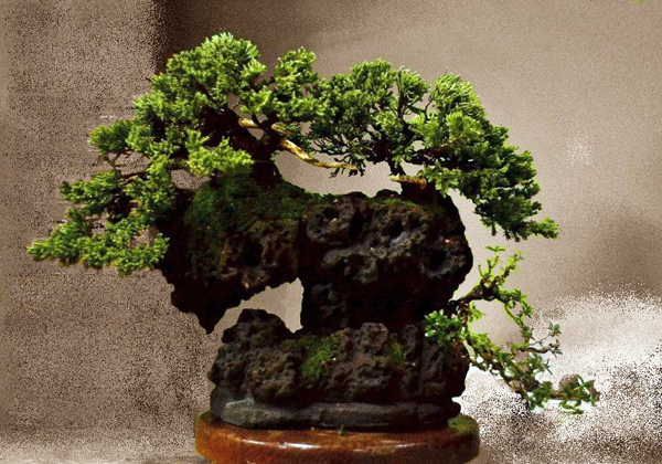 rock | Bonsai Bark