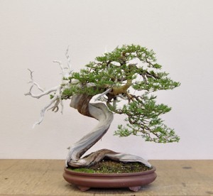 Rocky Mountain Juniper 