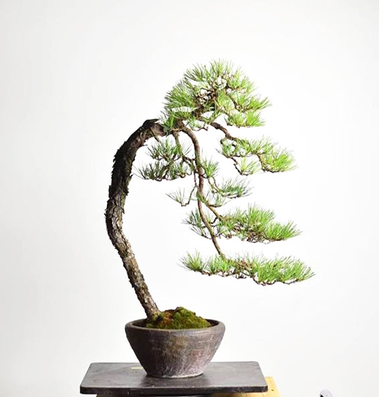 A Literati Red Pine With All The Desired Qualities Bonsai Bark