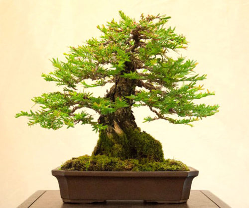 Redwood Empire | Bonsai Bark