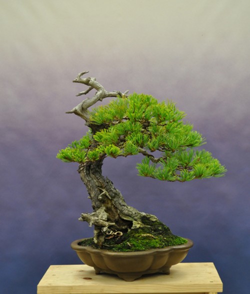 Elevating the Art of Bonsai in the West | Bonsai Bark