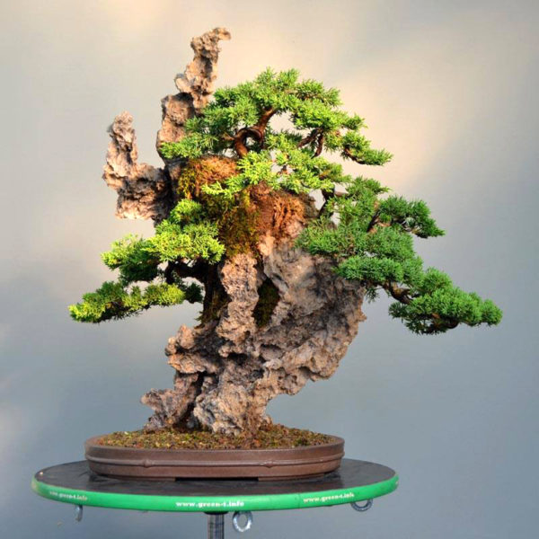 Something for Bonsai Rock Planting Lovers & Fans | Bonsai Bark