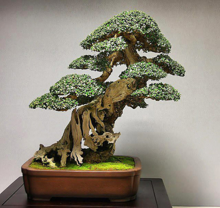 An Outstanding Juniper Bonsai, Another Olive, Plus Two | Bonsai Bark