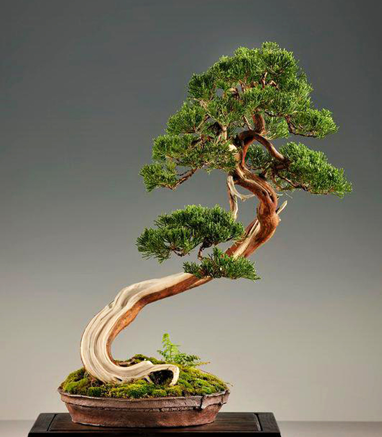 Bonsai Trees for sale in Vero Beach, Florida