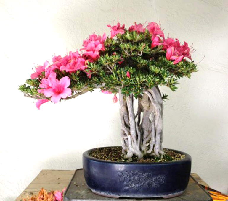 Bonsai Boon with and without Flowers – Stone Lantern