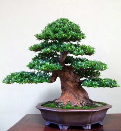 No Adornment Necessary | Bonsai Bark