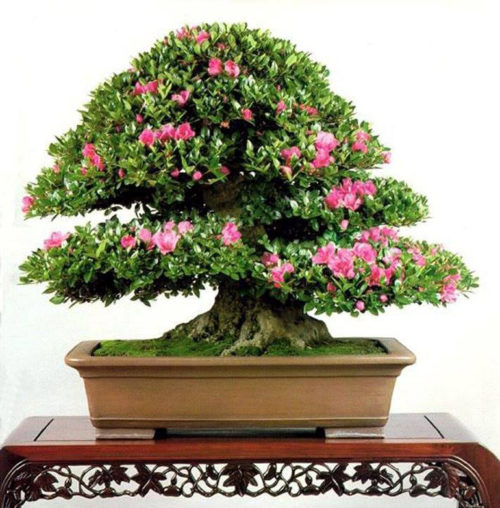 Satsuki Bonsai, with or without Flowers | Bonsai Bark