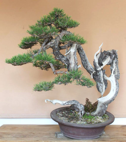 Ferociously Contorted Scot’s Pine | Bonsai Bark